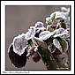 Givre-Bouton-de-rose-01.jpg