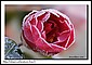 Givre-Camlia-01.jpg